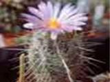 Avatar de cactussss
