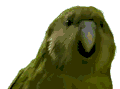 Avatar de feromono