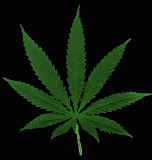 Avatar de Fumapetas