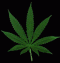 Avatar de Fumapetas