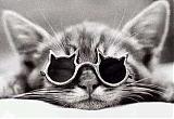 Avatar de GATO
