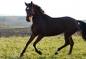 Avatar de horse_
