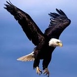 Avatar de johnbird
