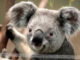 Avatar de koala10
