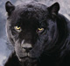 Avatar de M�nerva