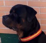 Avatar de patriciacarmen