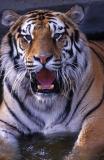 Avatar de tigremaster
