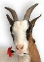Avatar de tomajaca