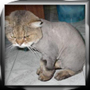 Avatar de cipotegato